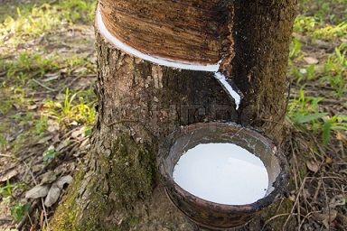 Natural Latex from the Tree